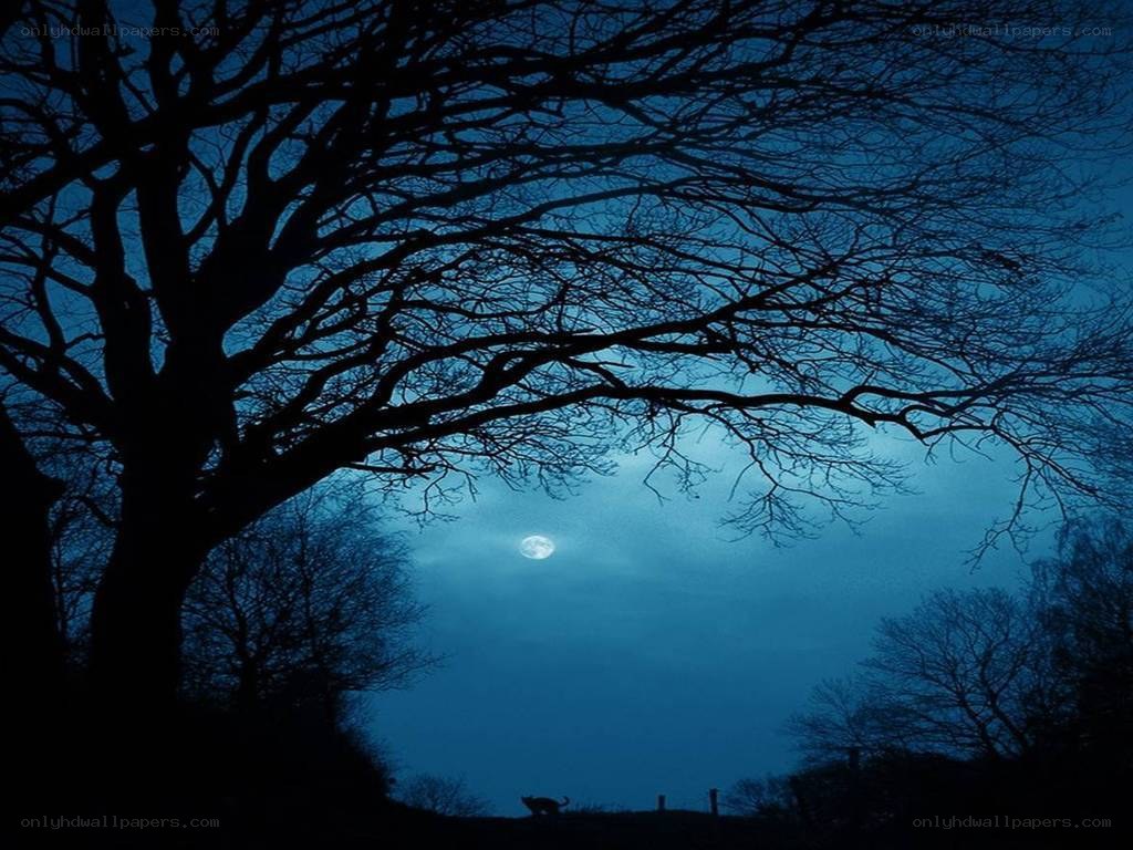Moonlit tree silhouette at night