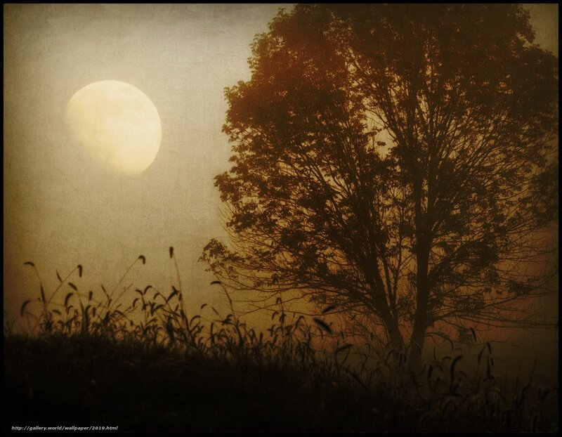 Moonlit tree silhouette
