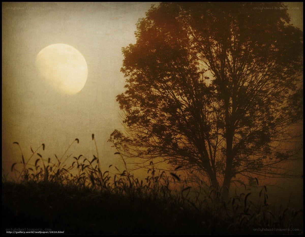 Moonlit tree silhouette