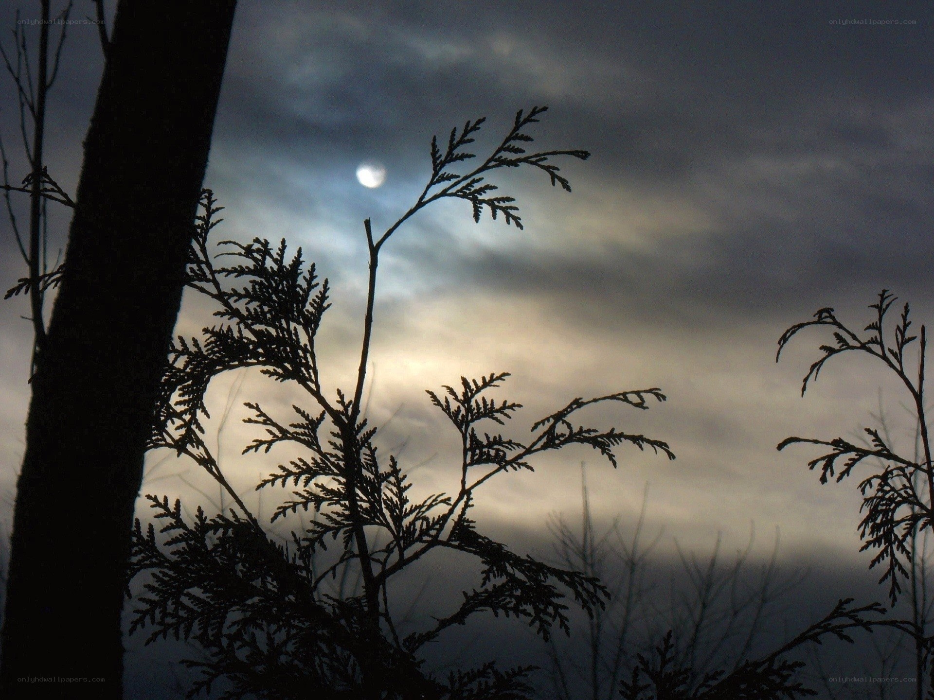 Moonlit tree silhouettes