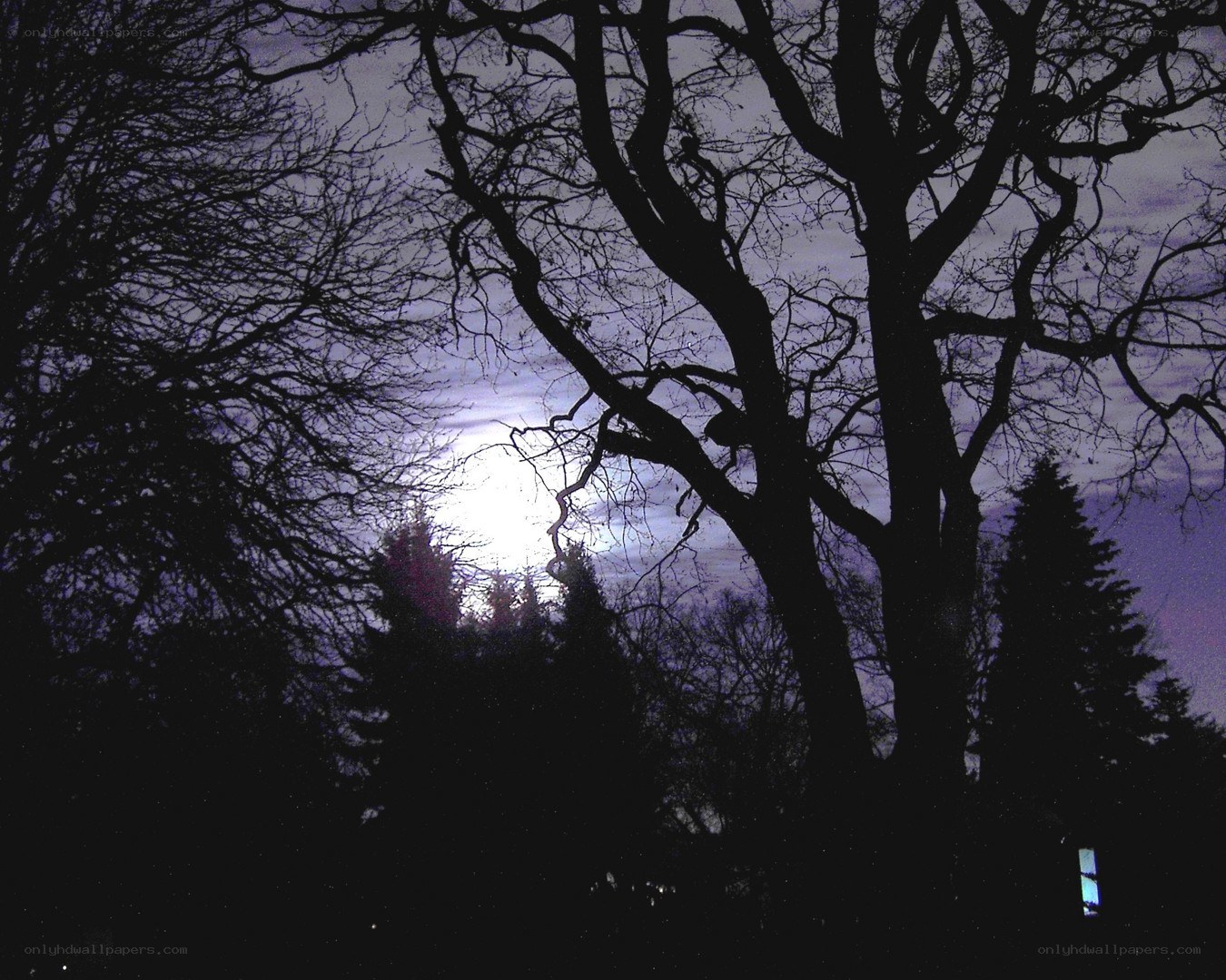 Moonlit tree silhouettes