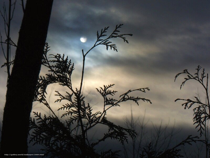 Moonlit tree silhouettes