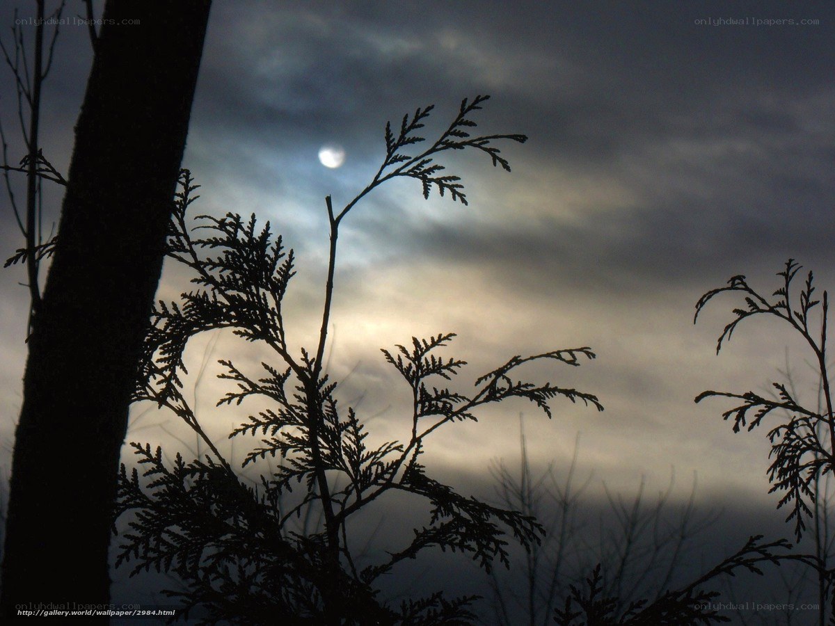 Moonlit tree silhouettes