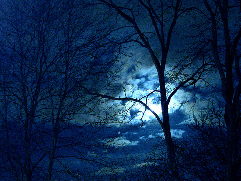 Moonlit trees at night