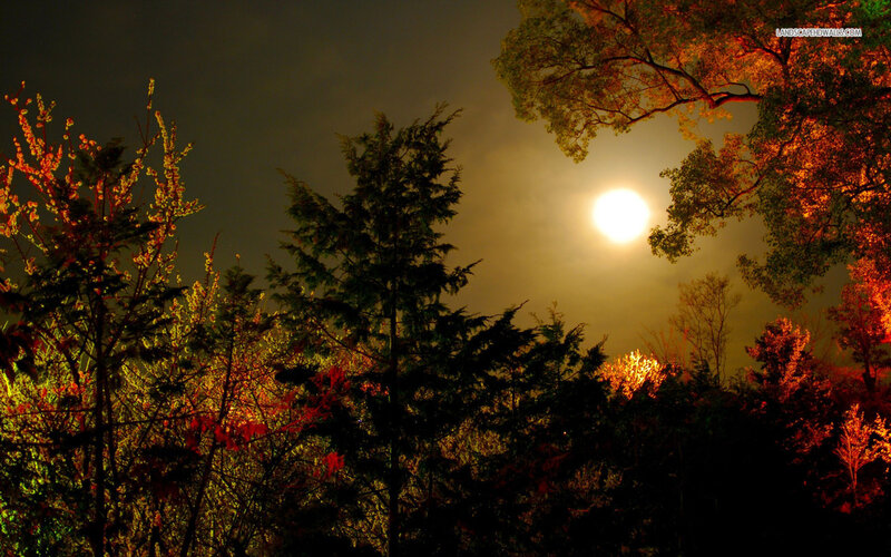 Moonlit Trees at Night — Black