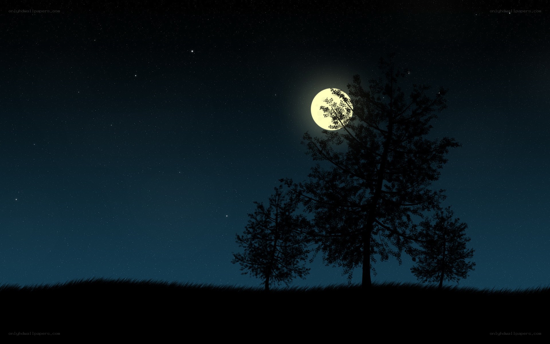 Moonlit trees at night