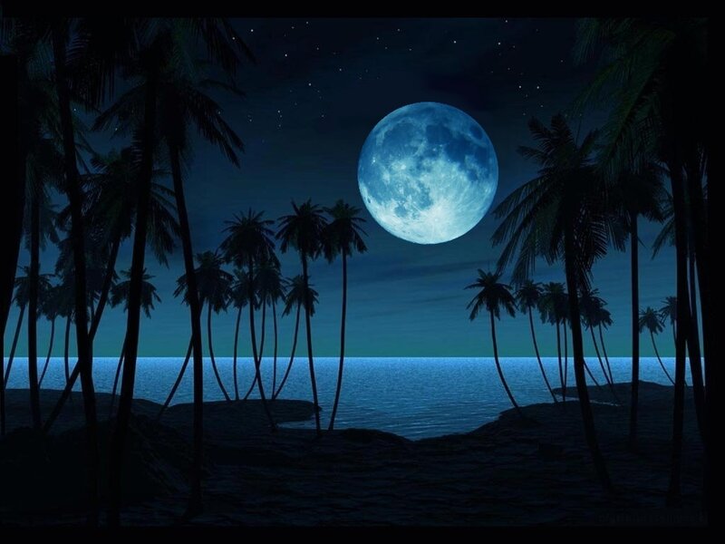 Moonlit tropical beach night