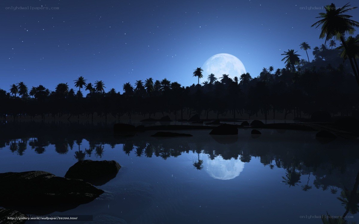 Moonlit tropical night scene