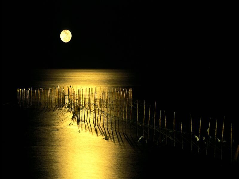 Moonlit water with bamboo poles