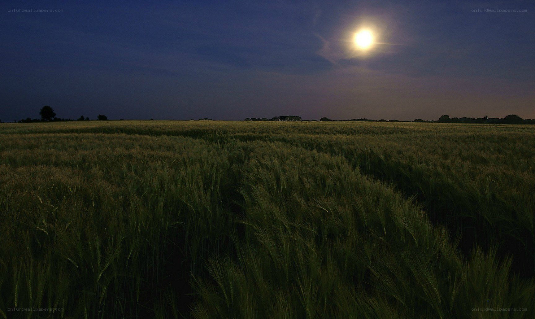 Moonlit wheat field at night