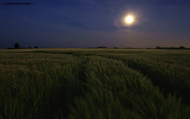 Moonlit wheat field at night