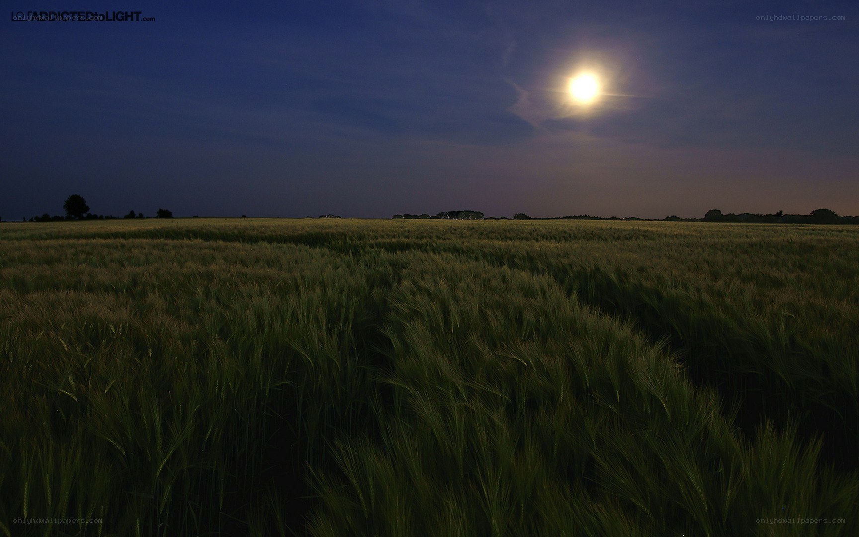 Moonlit wheat field at night