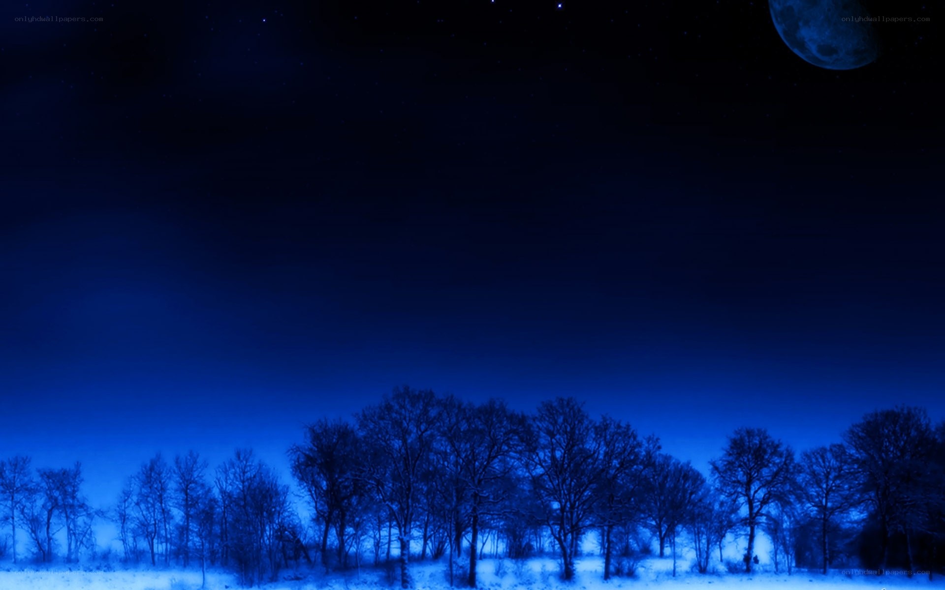 Moonlit winter forest