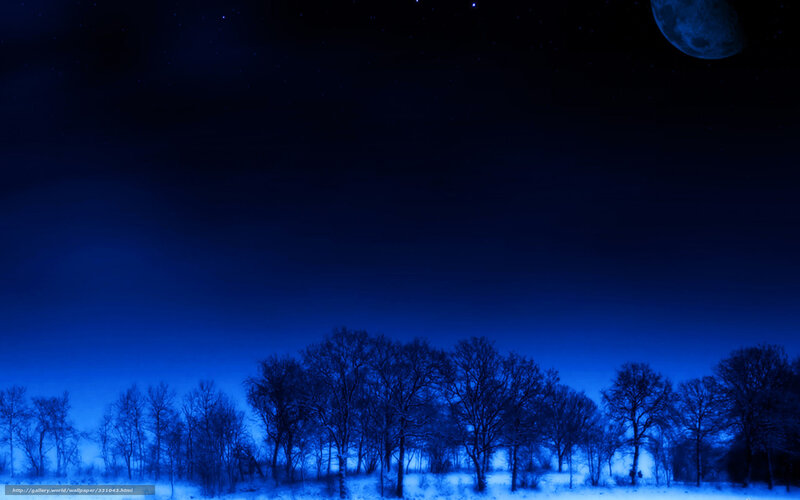 Moonlit winter forest