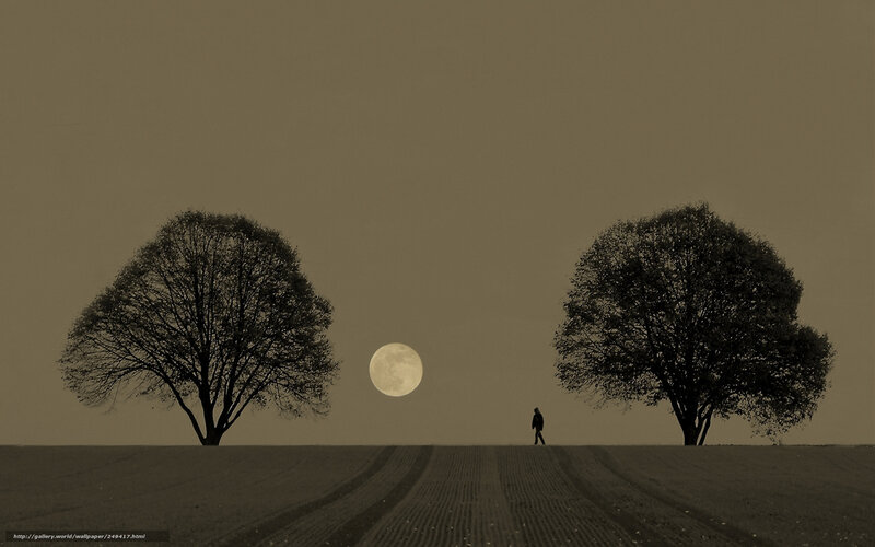 Moonrise between two trees