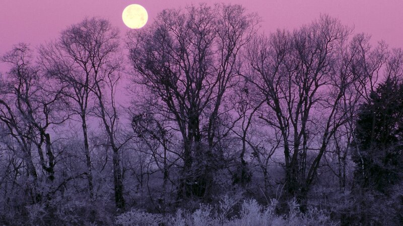 Moonrise over bare trees