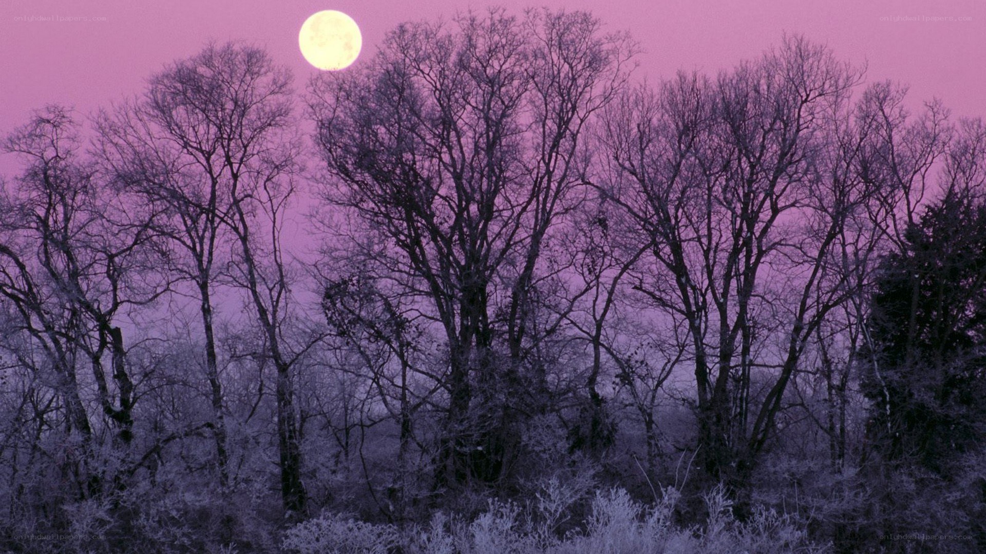 Moonrise over bare trees
