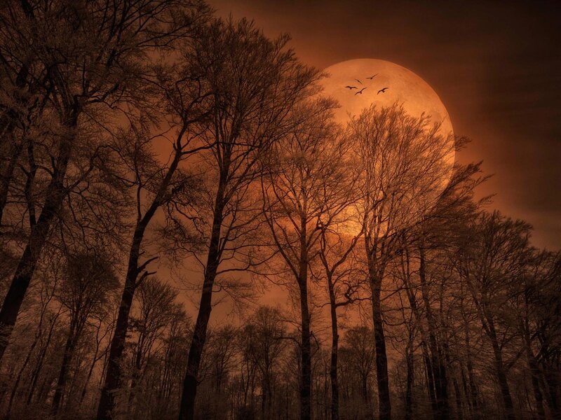 Moonrise over bare trees