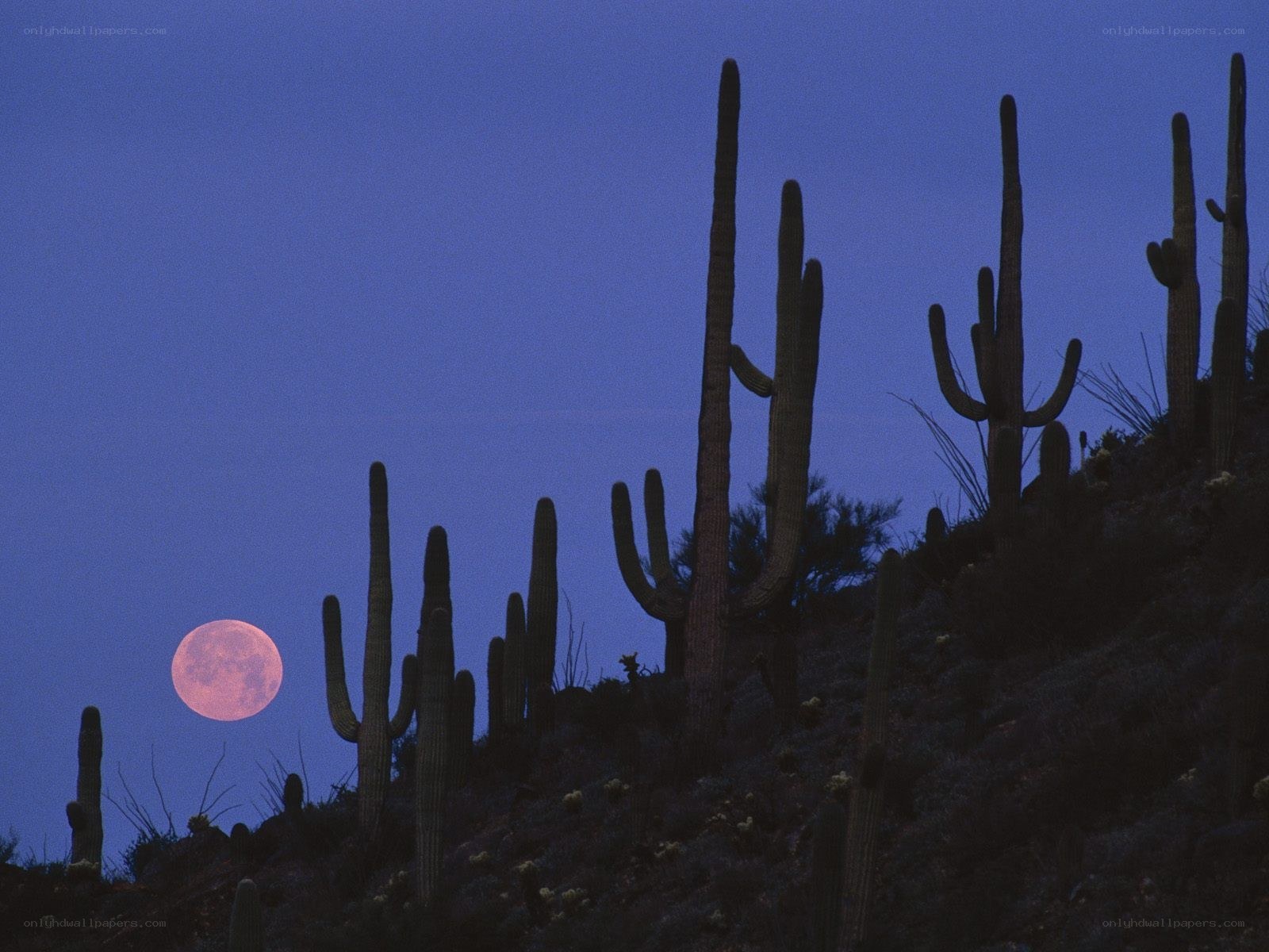 Moonrise over cactus landscape