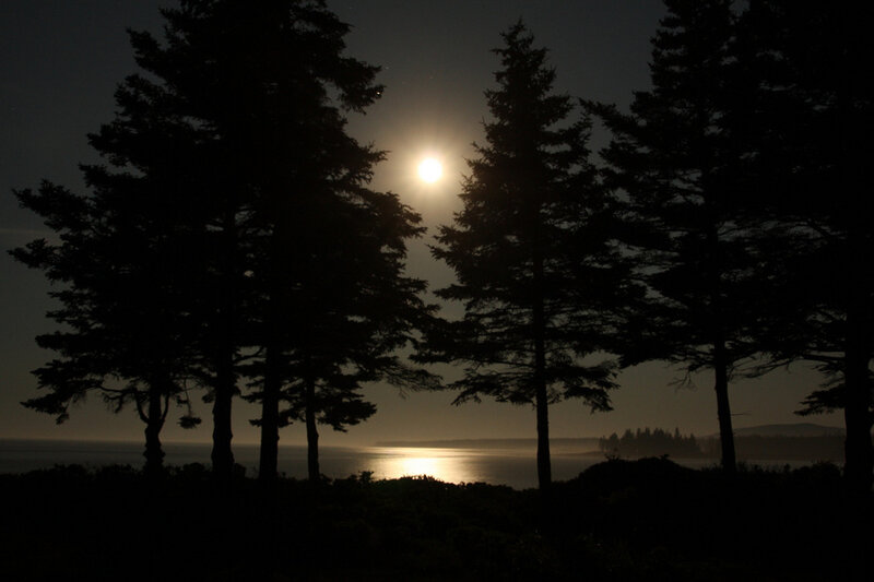 Moonrise over coastal trees