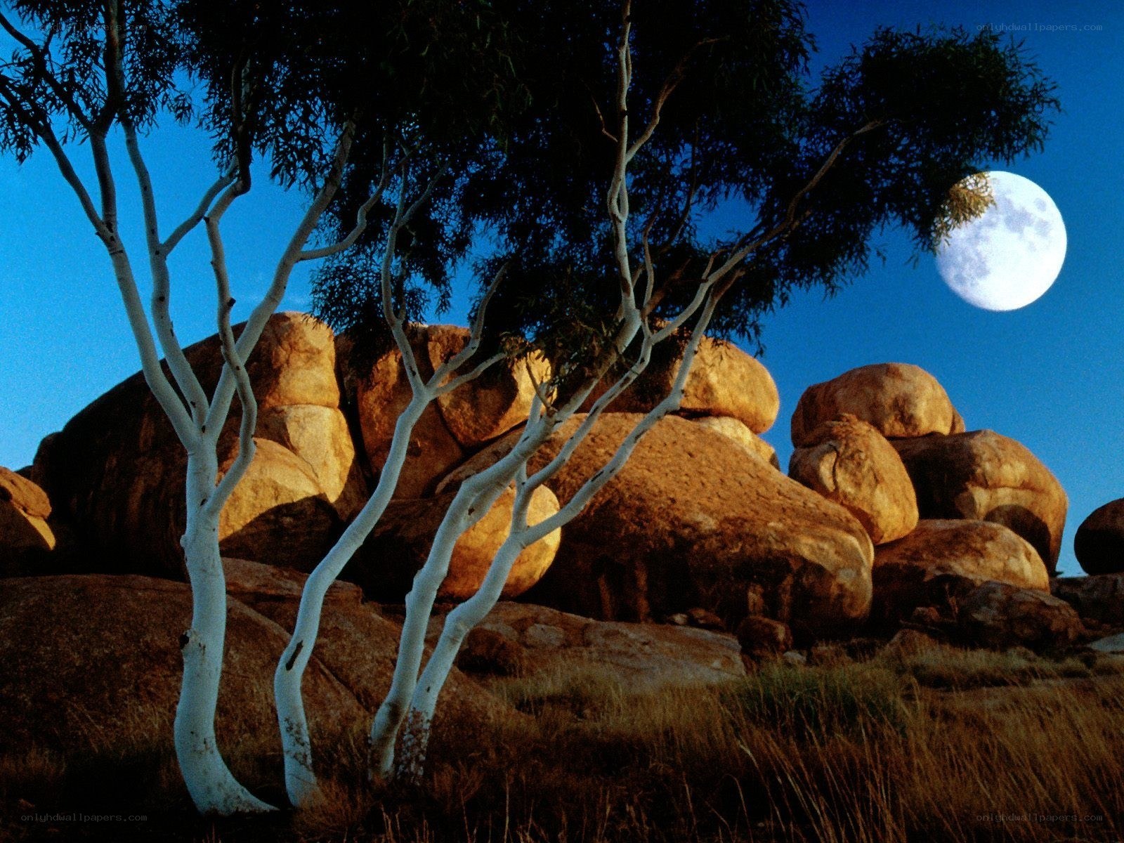 Moonrise over eucalyptus trees