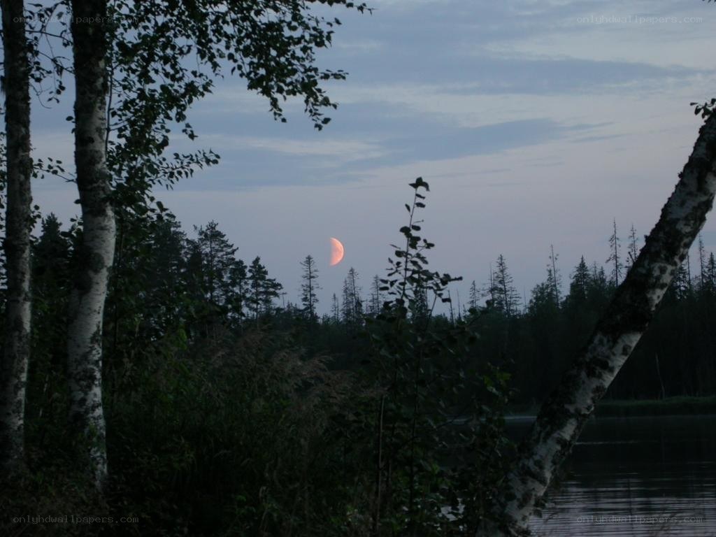 Moonrise over forest lake
