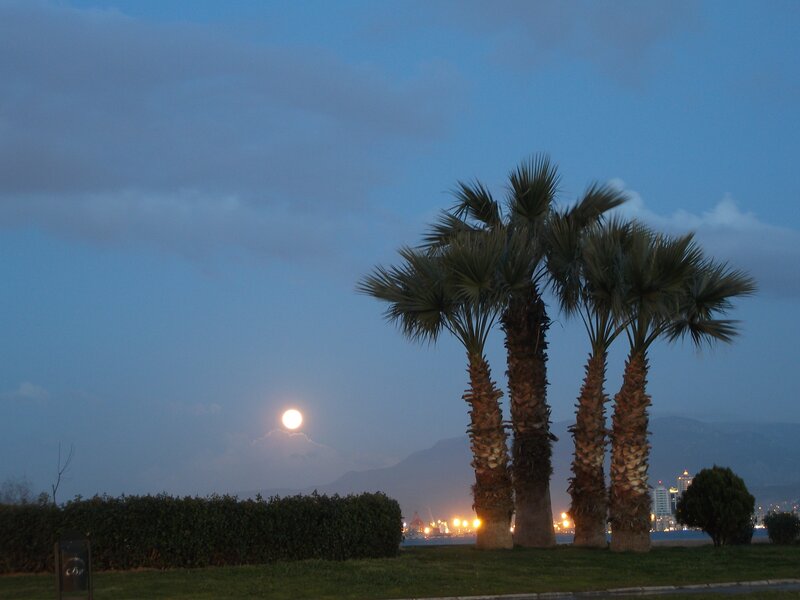 Moonrise over palm trees
