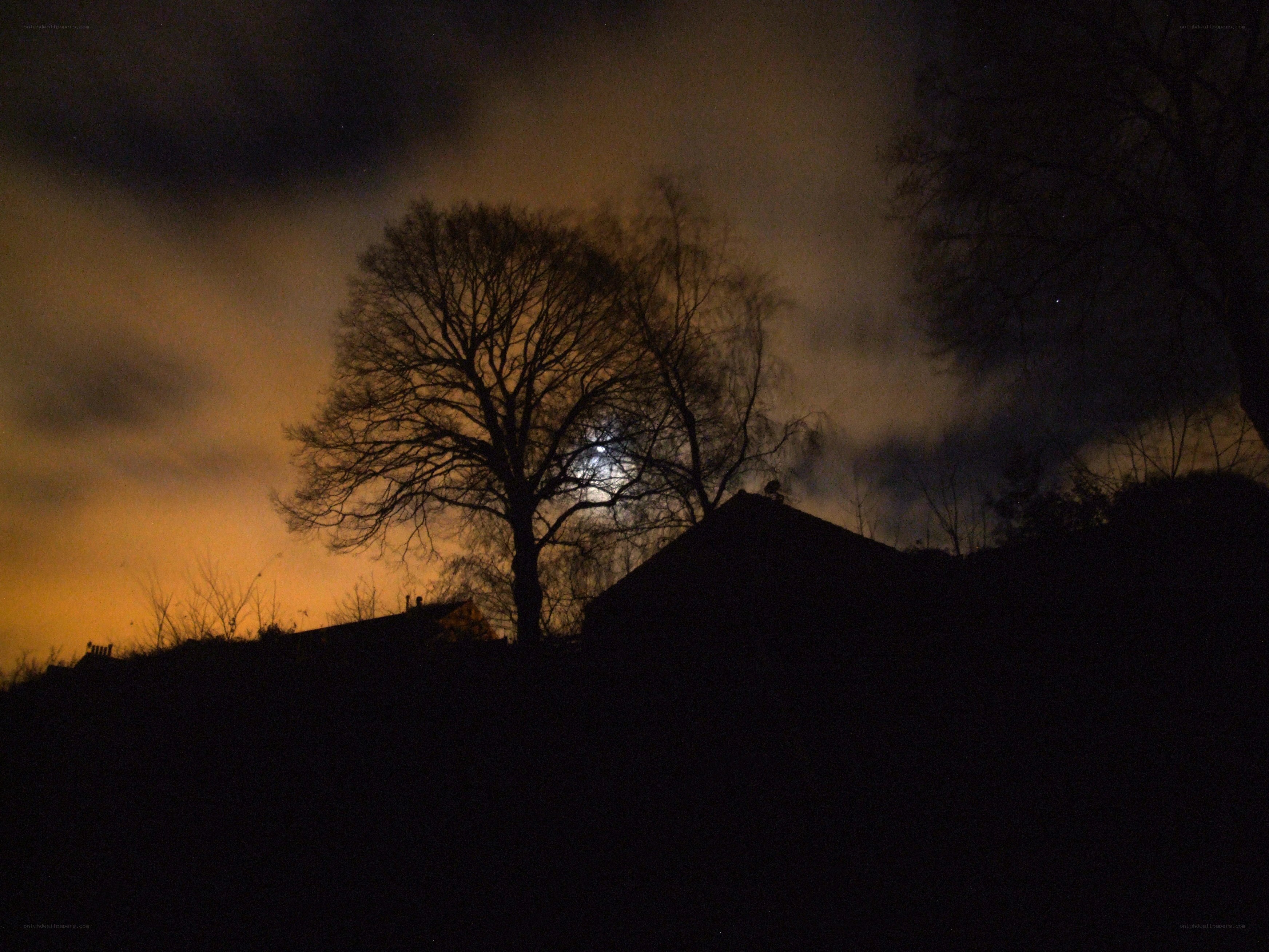 Moonrise over silhouetted trees