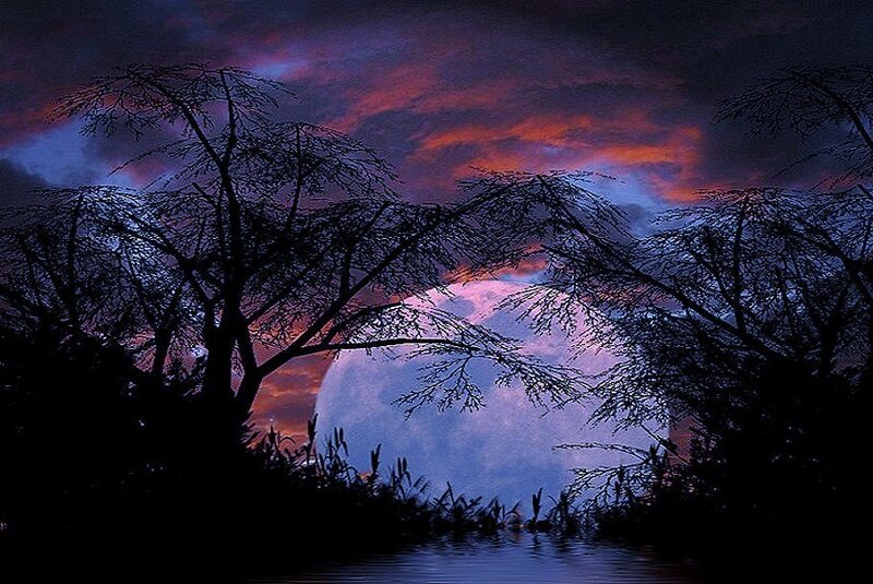Moonrise over silhouetted trees