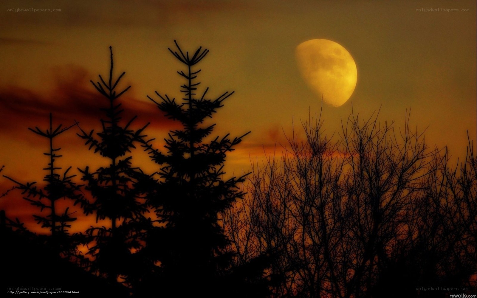 Moonrise over silhouetted trees