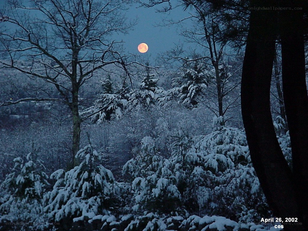 Moonrise over snowy forest
