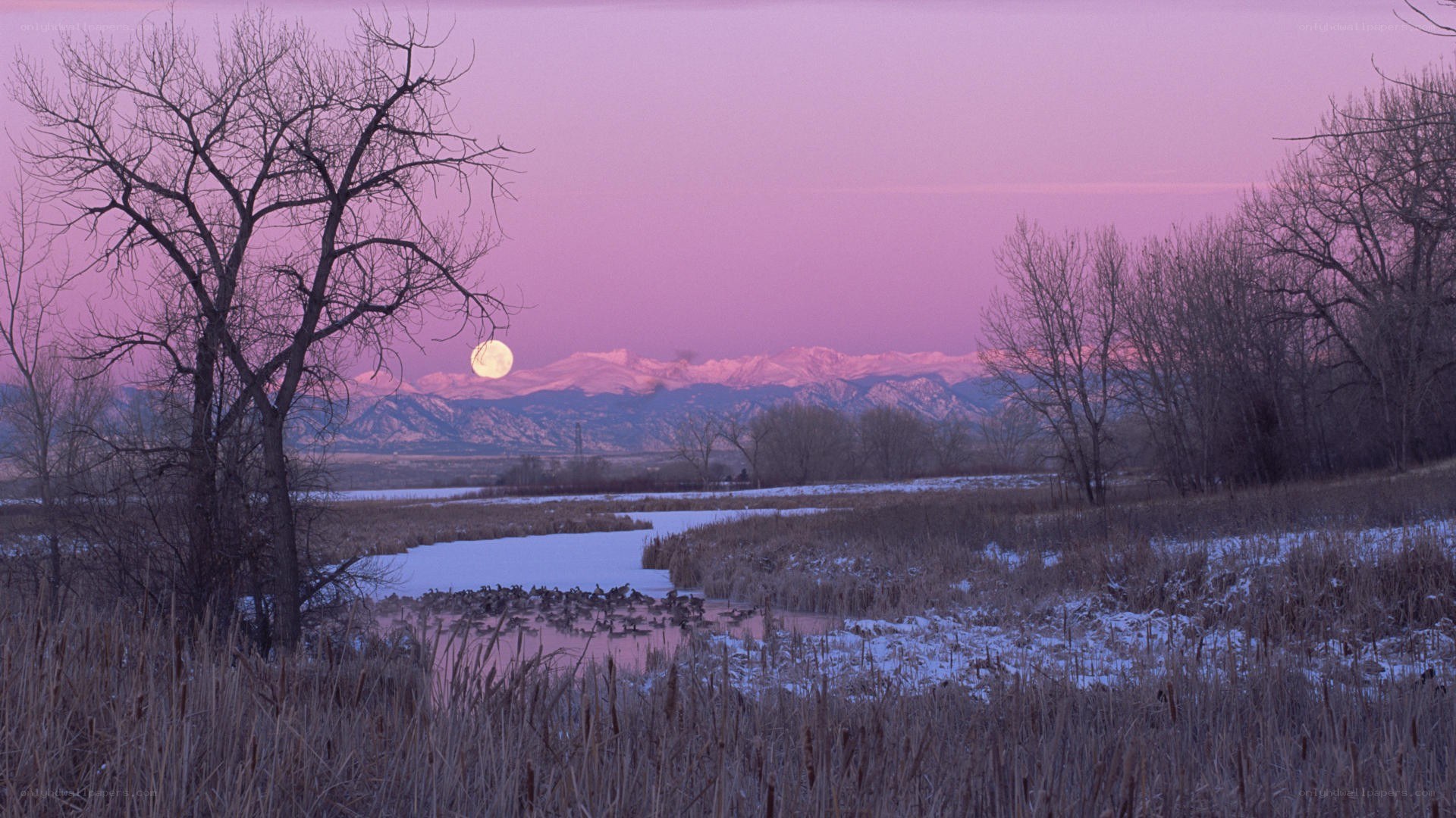 Moonrise over snowy marsh
