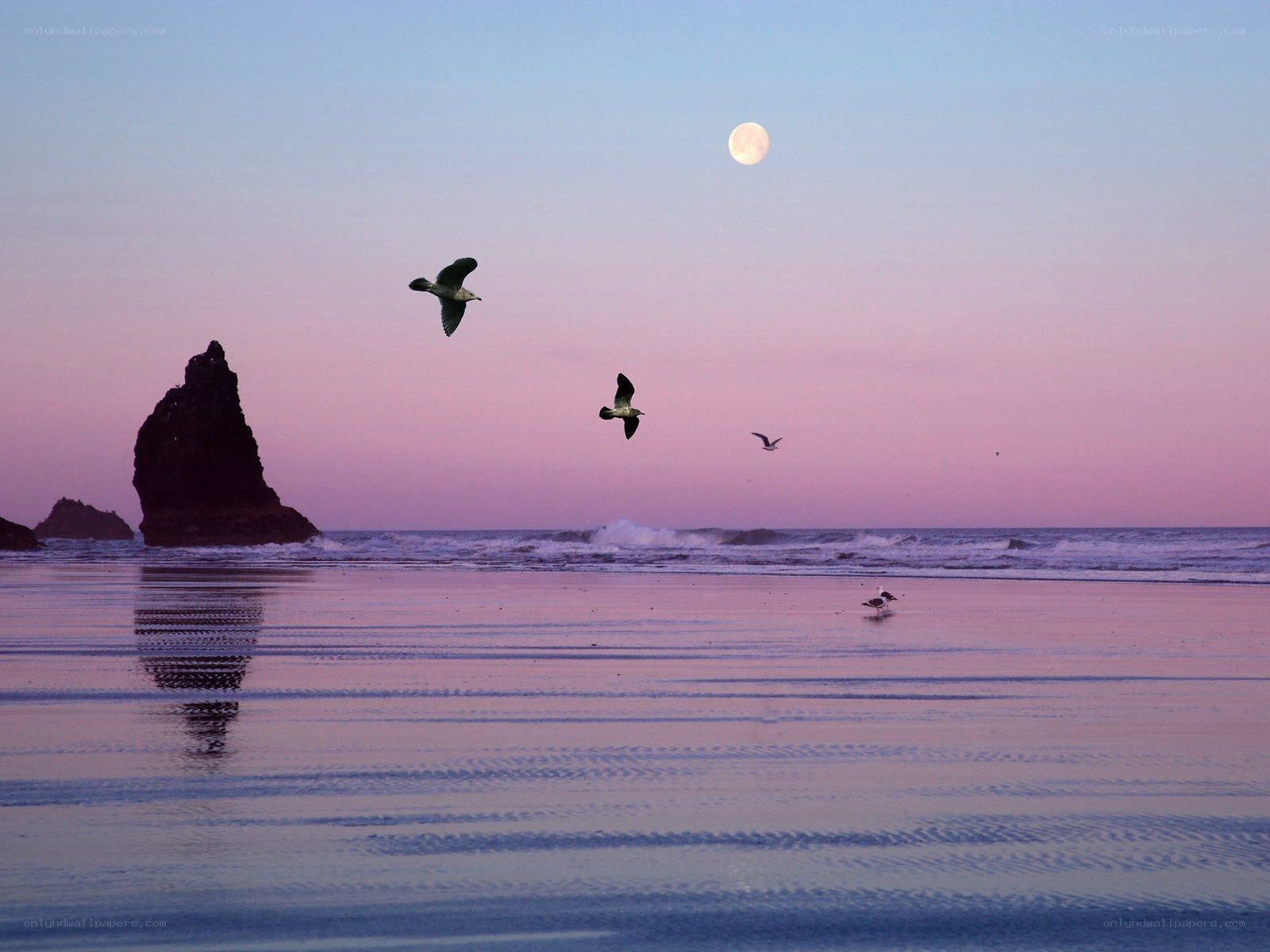 Moonrise over the beach