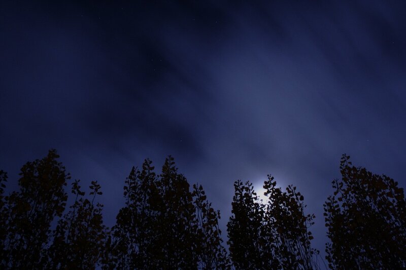 Moonrise over trees at night
