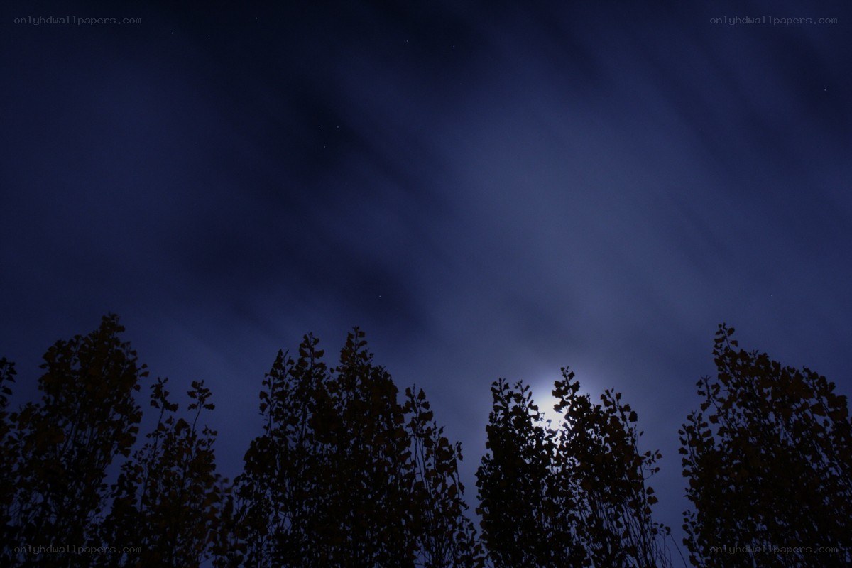 Moonrise over trees at night