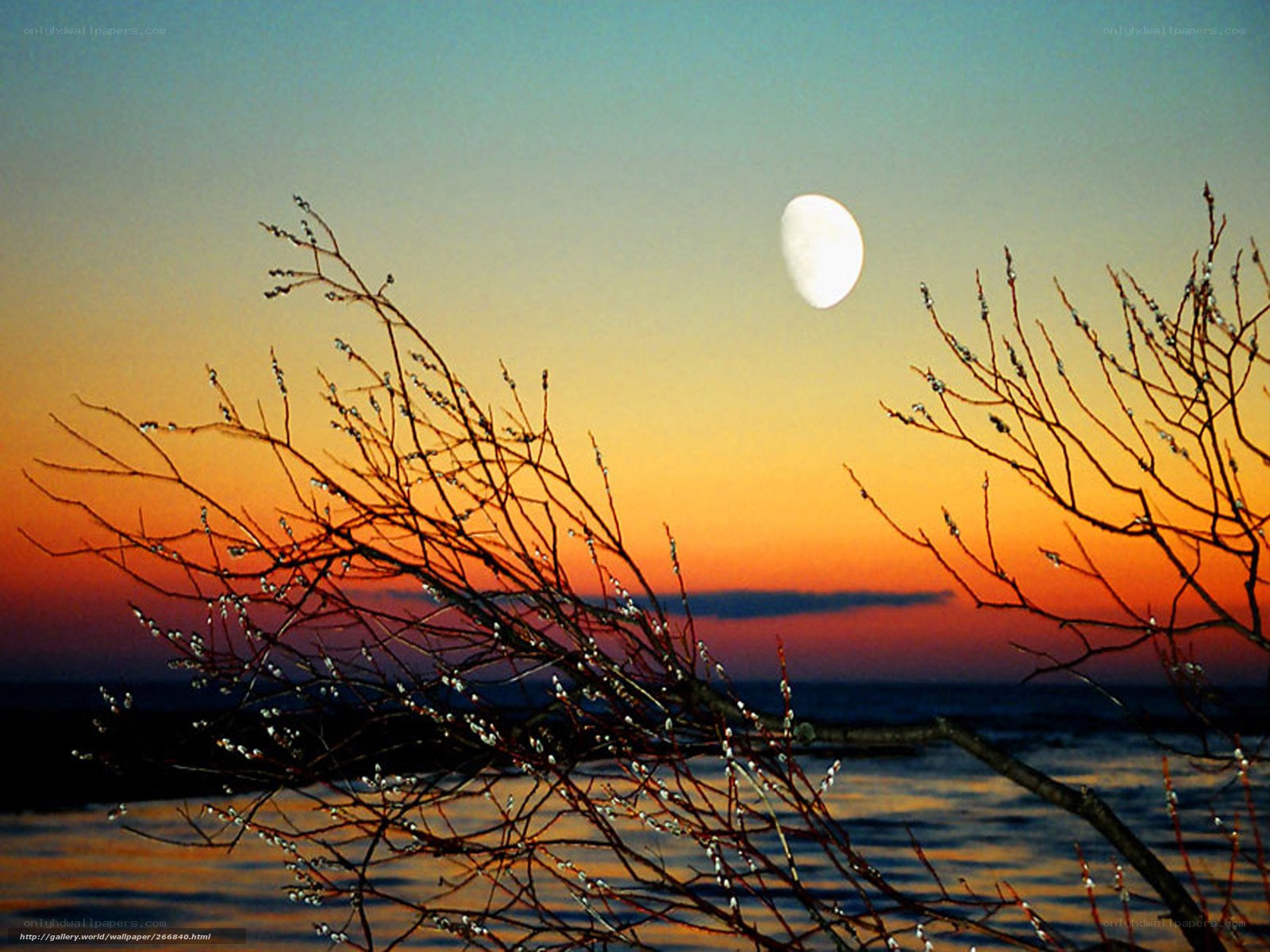 Moonrise over water with branches