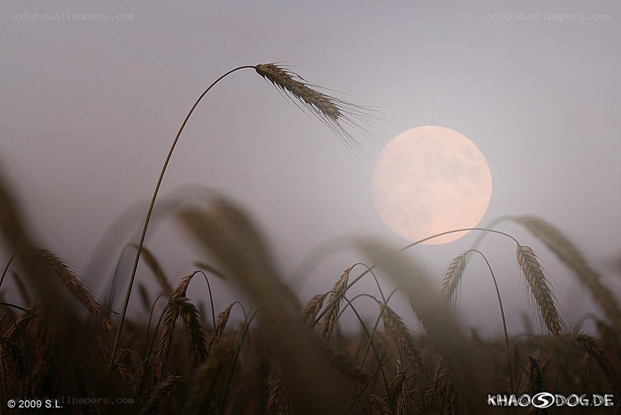 Moonrise over wheat field