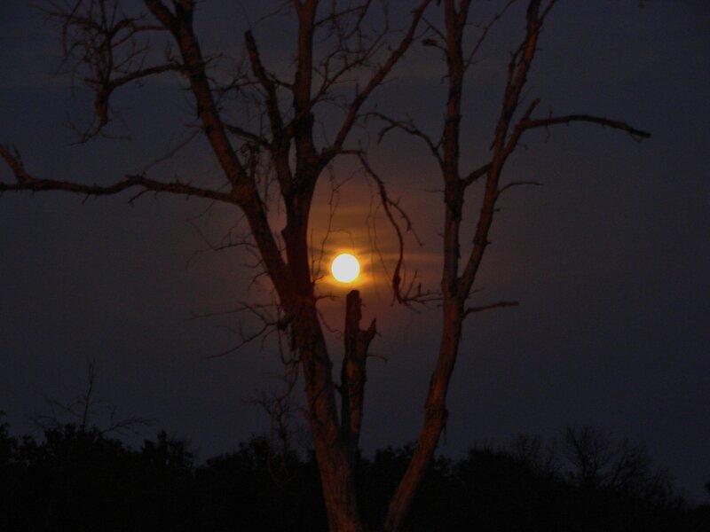 Moonrise through bare branches