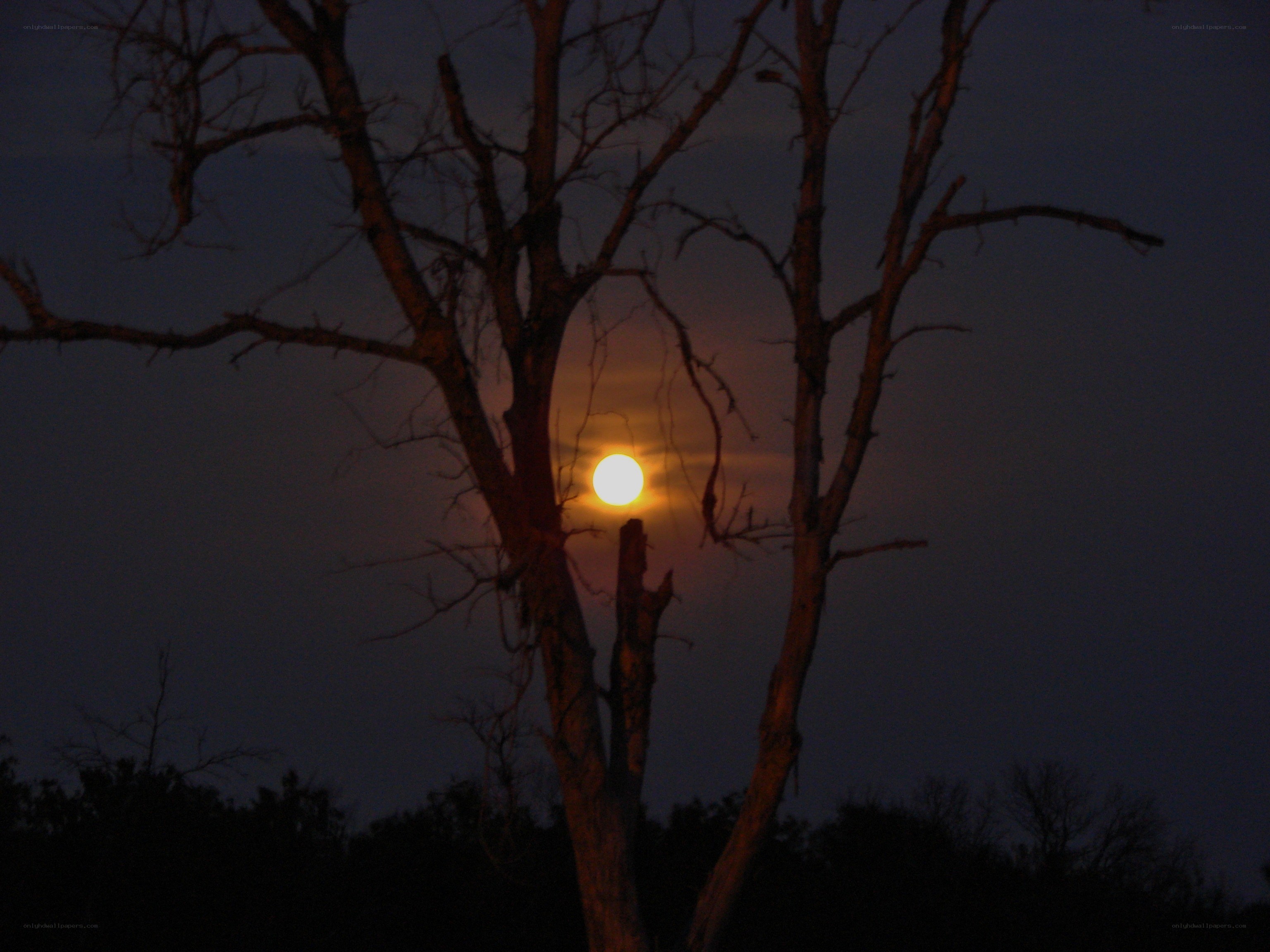 Moonrise through bare branches
