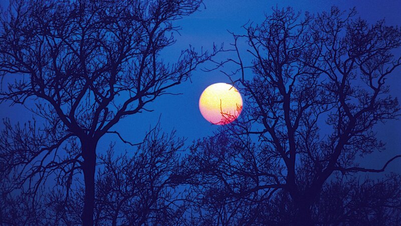 Moonrise through bare trees