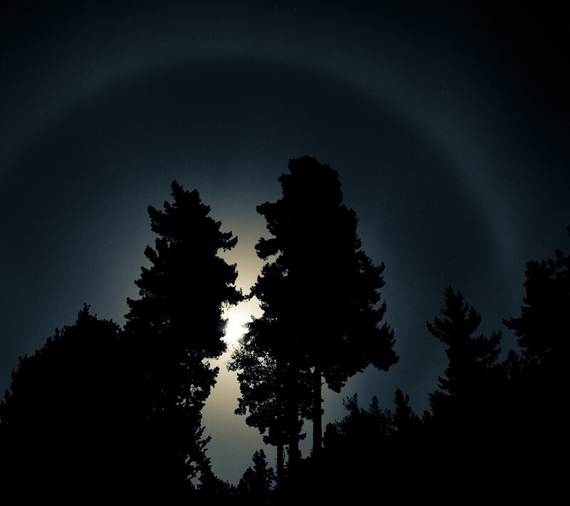 Moonrise Through Trees