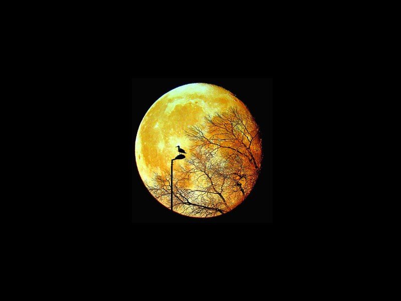 Moonrise with bird silhouette