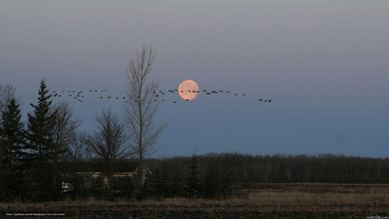 Moonrise with migrating birds