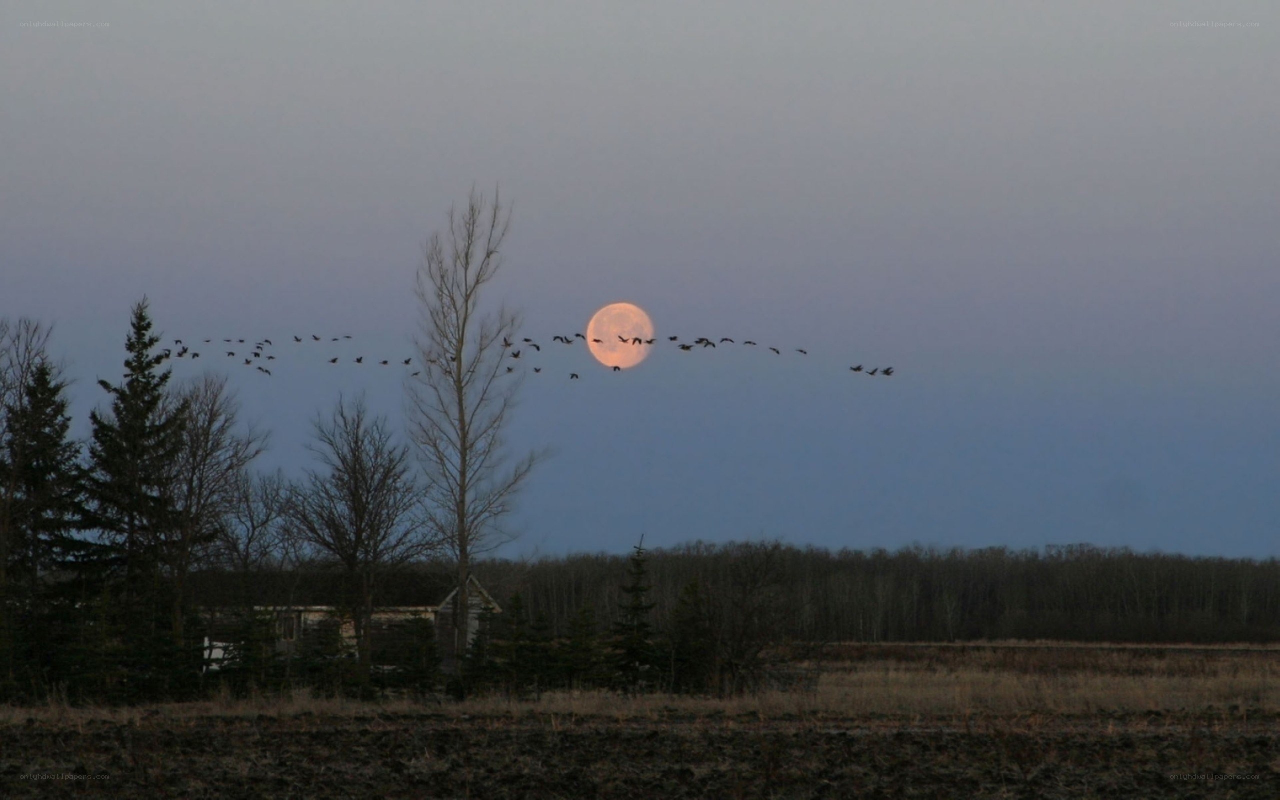 Moonrise with migrating geese