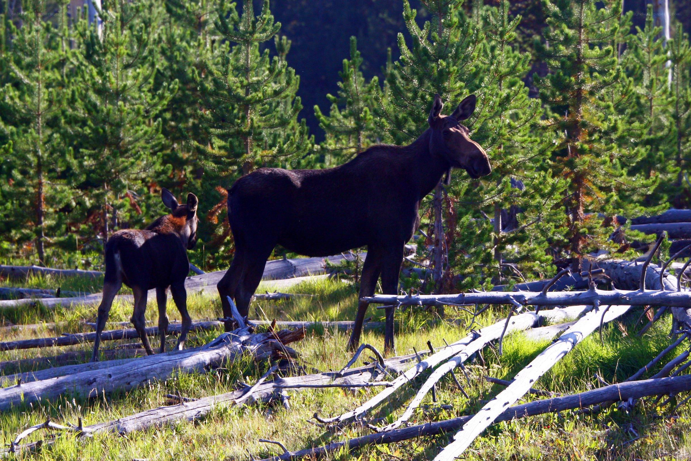 Moose and calf in forest