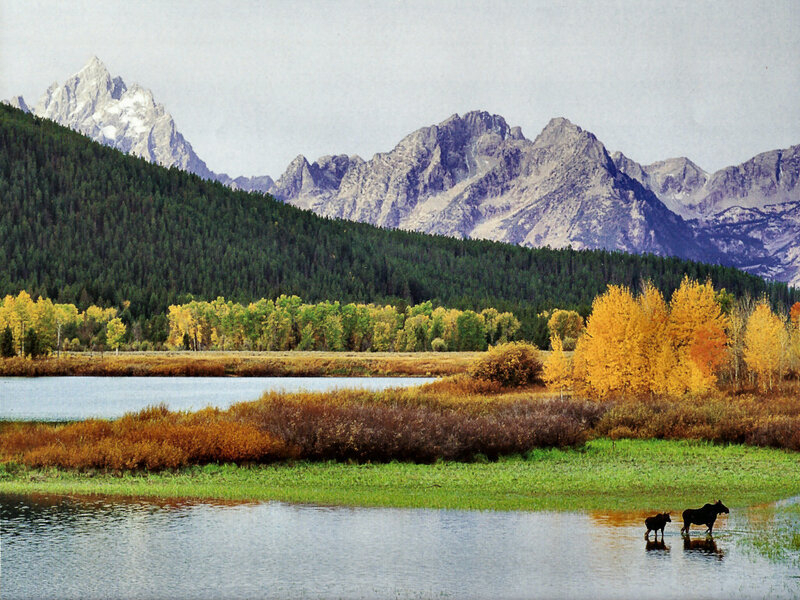 Moose and Calf in Water