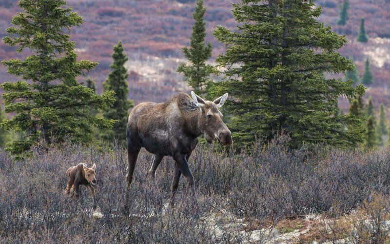 Moose and Calf