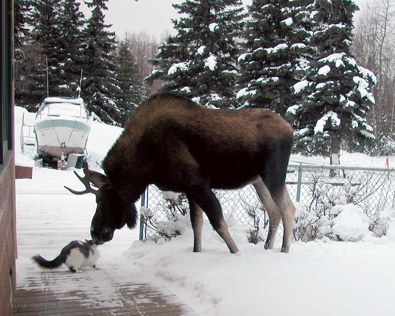 Moose and cat in snow