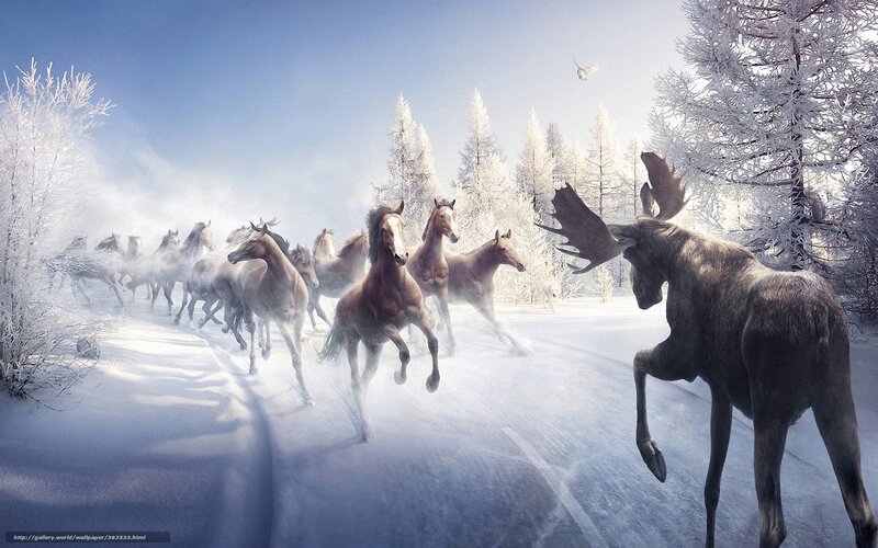 Moose and Horses Running — White