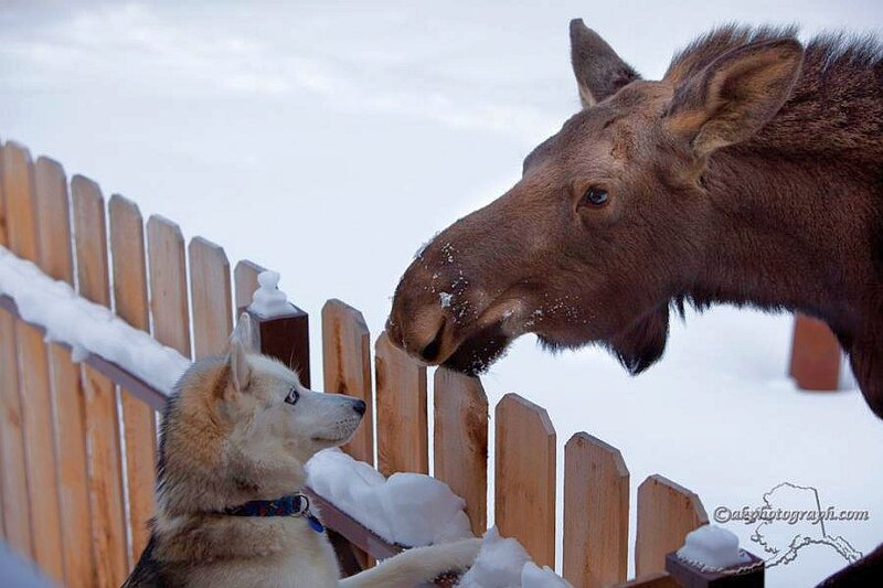 Moose and Husky Dog